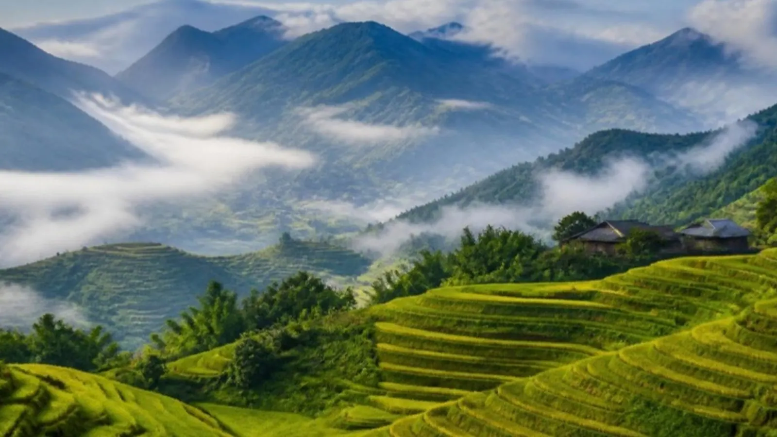 Layered rice terraces of the Muong Hoa valley